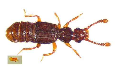 Euplectus nanus